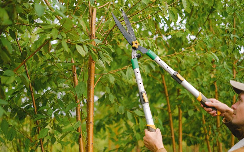 Tree trimming in Tuleta, TX
